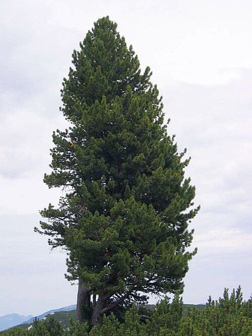 Swiss stone pine